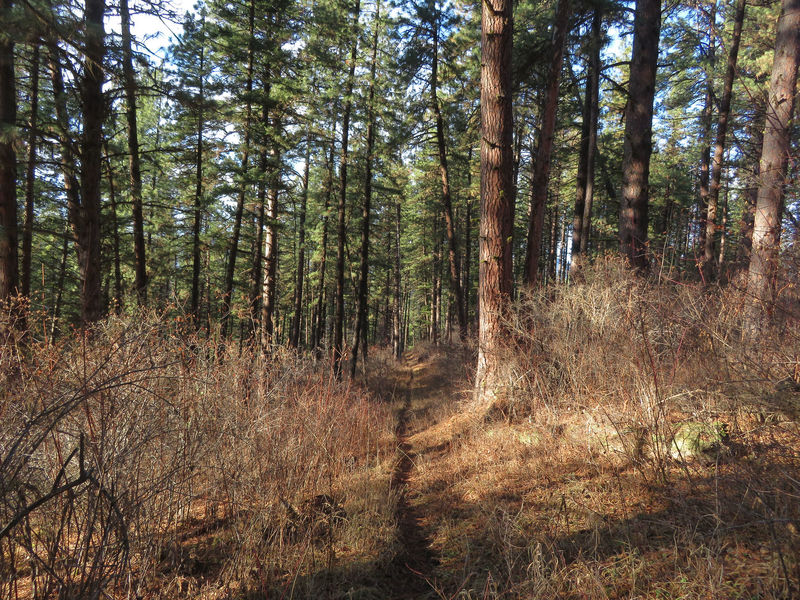 Looking back down Blue Ridge Trail as it steadily climbs through a forest of Ponderosa Pine and Douglas-Fir.