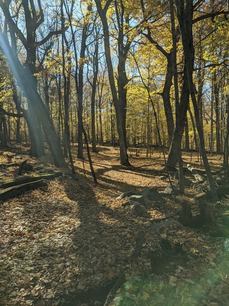 The trail obscured by leaves.