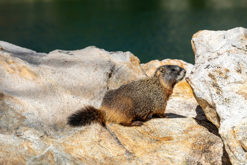 A Hoary Marmot at Surprise Lake