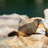 A Hoary Marmot at Surprise Lake