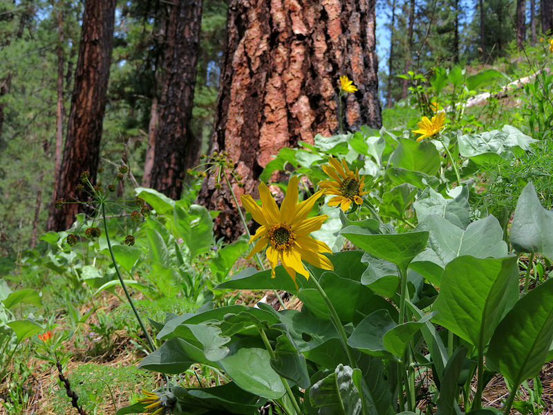 Arrowleaf Balsamroot along the Wikiup Creek Trail.