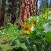 Arrowleaf Balsamroot along the Wikiup Creek Trail.