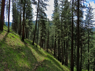 The Wikiup Creek Trail leads through sunny, open forests of Ponderosa Pine.