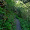 The Cougar Creek Trail follows the creek for about half a mile before climbing up the ridge.