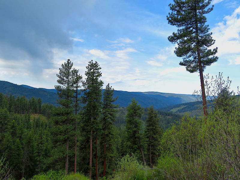 The Cougar Creek Trail offers scenic views near the top of the ridge.