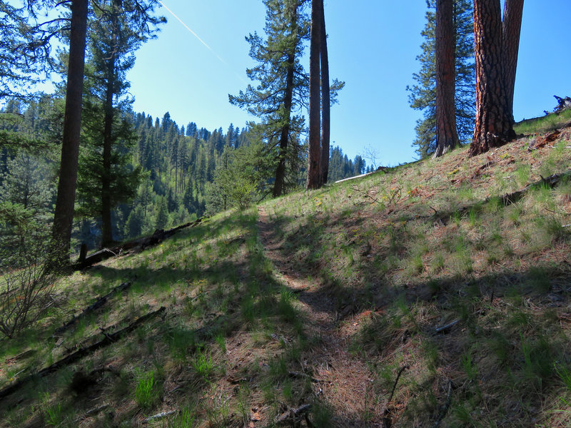 The Cougar Creek Trail climbs through a forest of Ponderosa Pine.