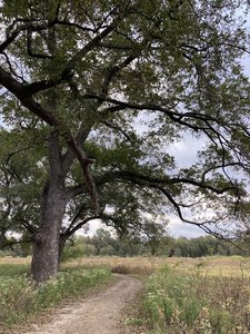 Mighty oak