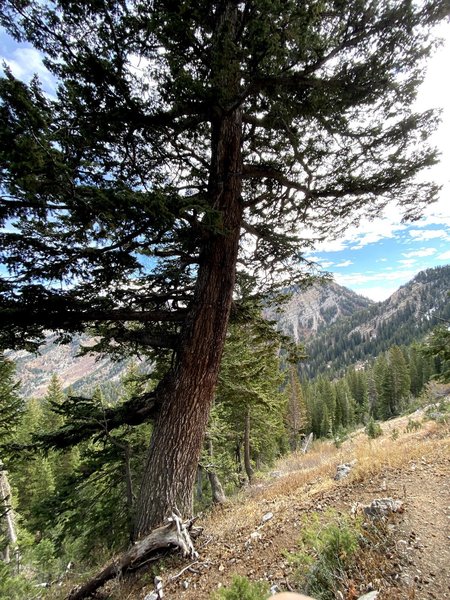 Looking Toward Mt. Raymond.