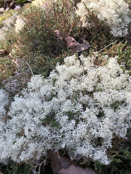 Closeup of a much larger area of lichen in an area of open slickrock.