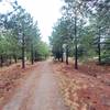 Lonely trail between pine trees.