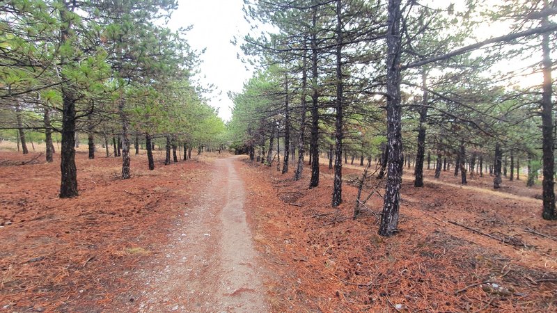 Running northeast through a trail between trees.