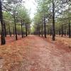 Running northeast through a trail between trees.