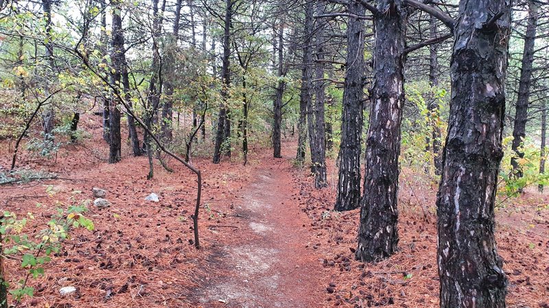 Entering the wiggly technical trail due east between various trees.