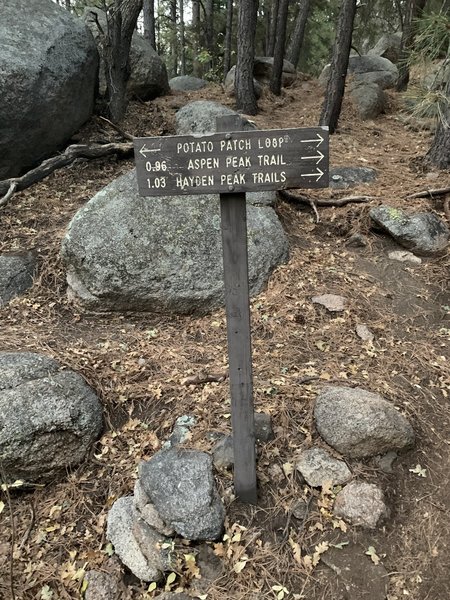 Trail junction of Forest Army Way and Potato Patch Loop.