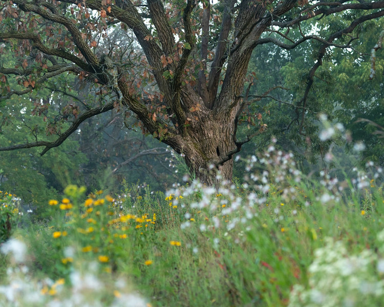 Oak tree, late summer on Savanna Trail.