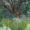 Oak tree, late summer on Savanna Trail.