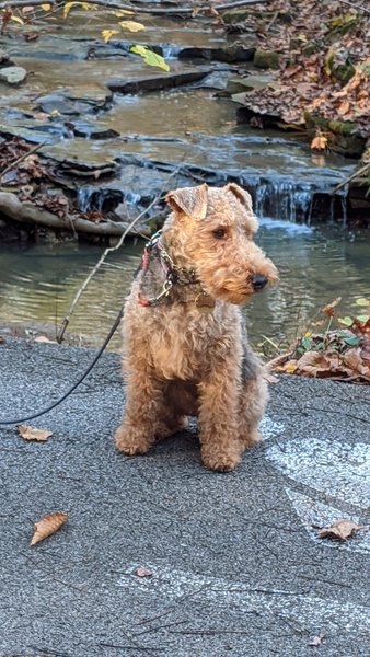 Rainey enjoying her walk.