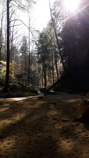 Trail from the Ash Cave recess cave, looking in the direction of the parking lot. 1/4 mile in length.