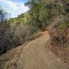 A well maintained wide trail through the chaparral.