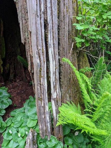 Hollow log near wetland.