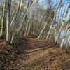 One of the short wooded sections on trail.