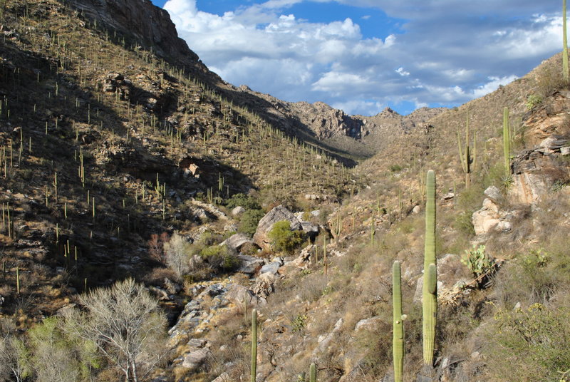 Looking NE into Bear Canyon