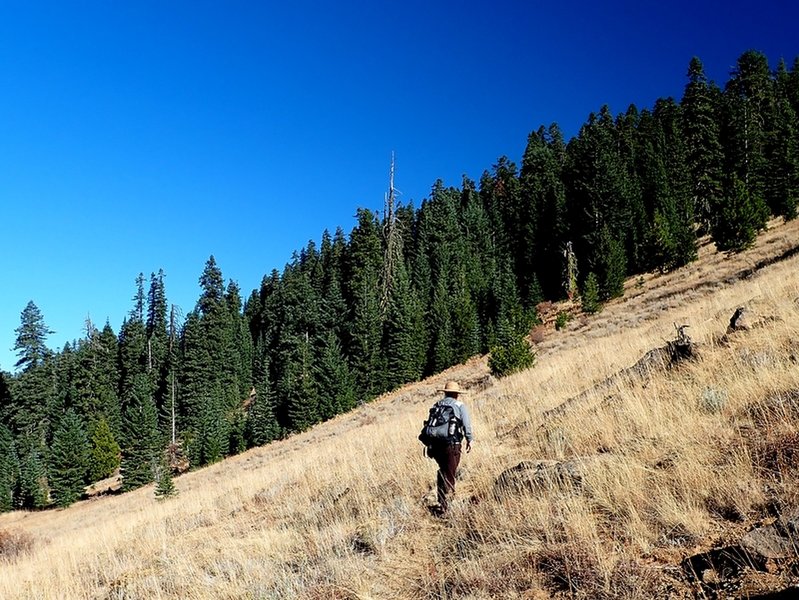 At head of Wrangle Creek near Wrangle Camp.