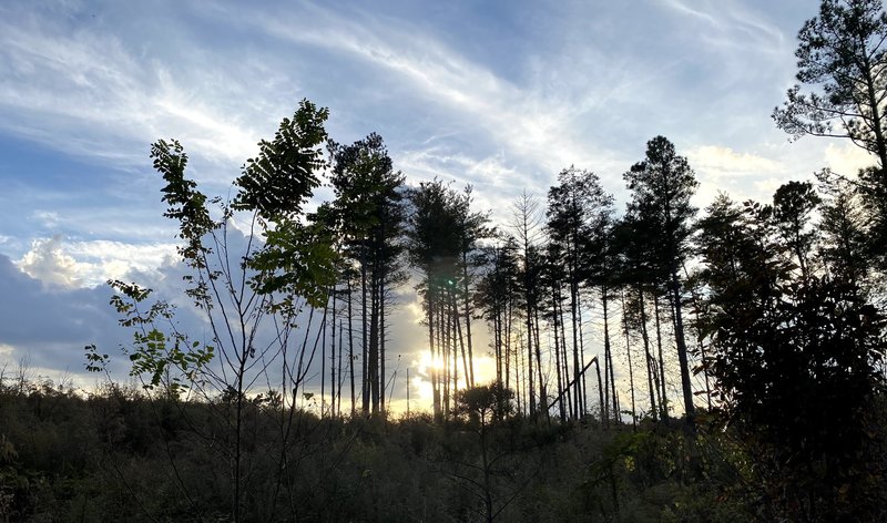 Sunset through the pine.