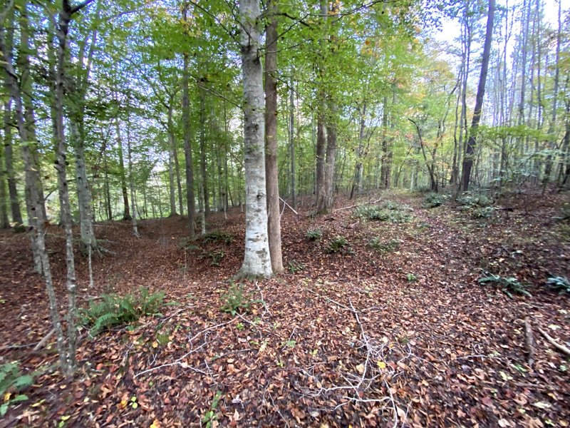 End of the trail in a beech forest.