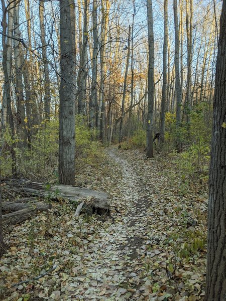 Going up at the beginning of the trail.