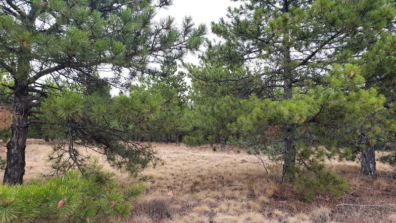 A look at the pine trees while climbing on a wide trail.