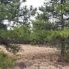 A look at the pine trees while climbing on a wide trail.