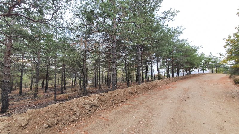 Pine trees next to the wide dirt road.