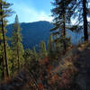 Climbing through a forest of Ponderosa pine on the Castle Creek Trail.