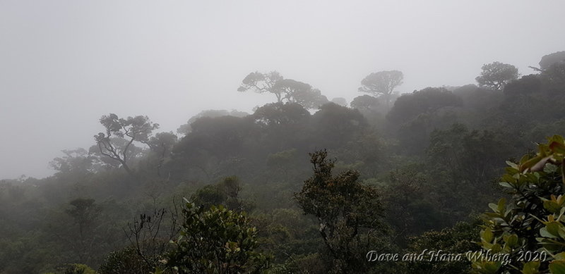 Example of cloud forest on hike to Kirigalpoththa in Horton Plains