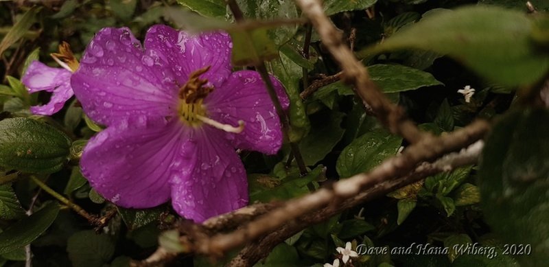 Flora