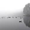 When it's foggy, the Orange Reservoir can be a gloomy, eerie place. The trees disappear in the distance, and it's hard to see across the small reservoir.