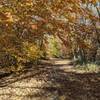 It's fall, and the leaves are falling along Valley View Drive. Beautiful colors and views.