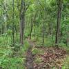 Singletrack on the ridge of Doi Kham.