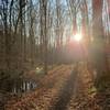 Sunset through the trees on Wagon Trail.