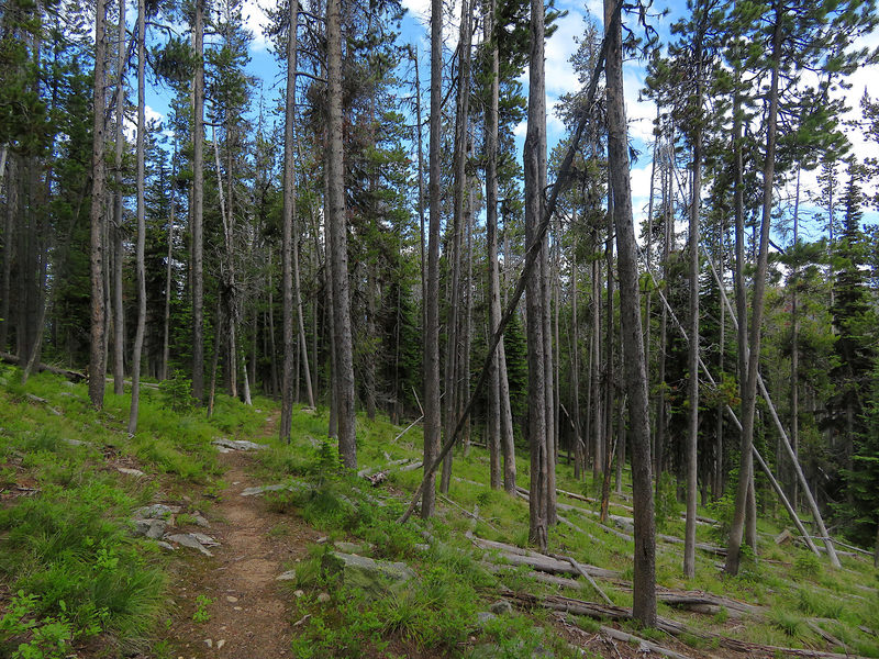Much of the Driveway Extension Trail leads through forests of Lodgepole Pine.