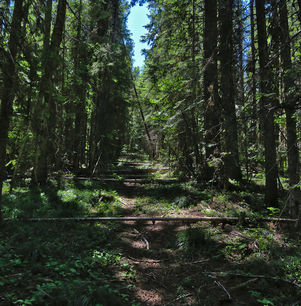 The Driveway Extension Trail has not been maintained for many years between Twentymile Creek Trail #414 and Tenmile Creek.