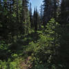 The Driveway Extension Trail has not been maintained for many years between Twentymile Creek Trail #414 and Tenmile Creek.