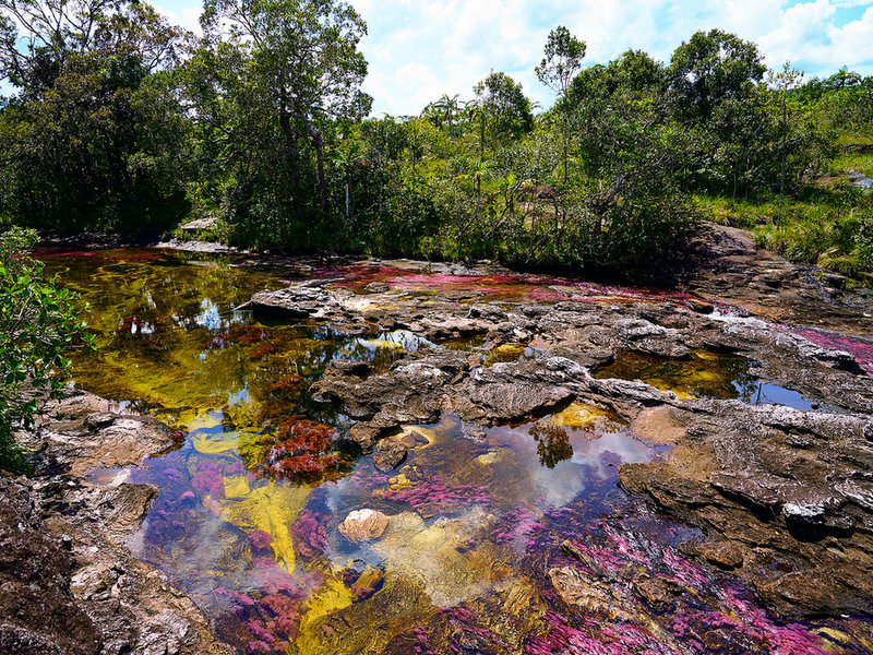 Showing off the colors of the river "Caño Cristales" by szeke is licensed under CC BY-SA 2.0