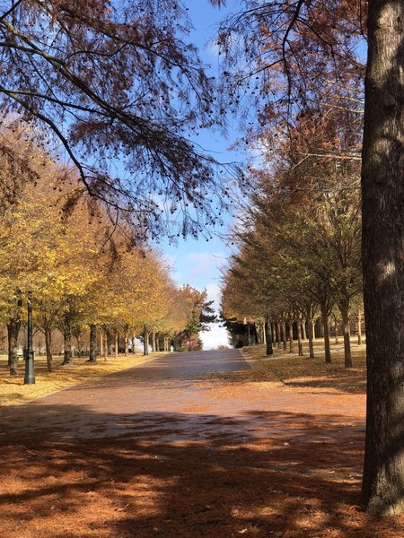 University of Arkansas in Autumn.