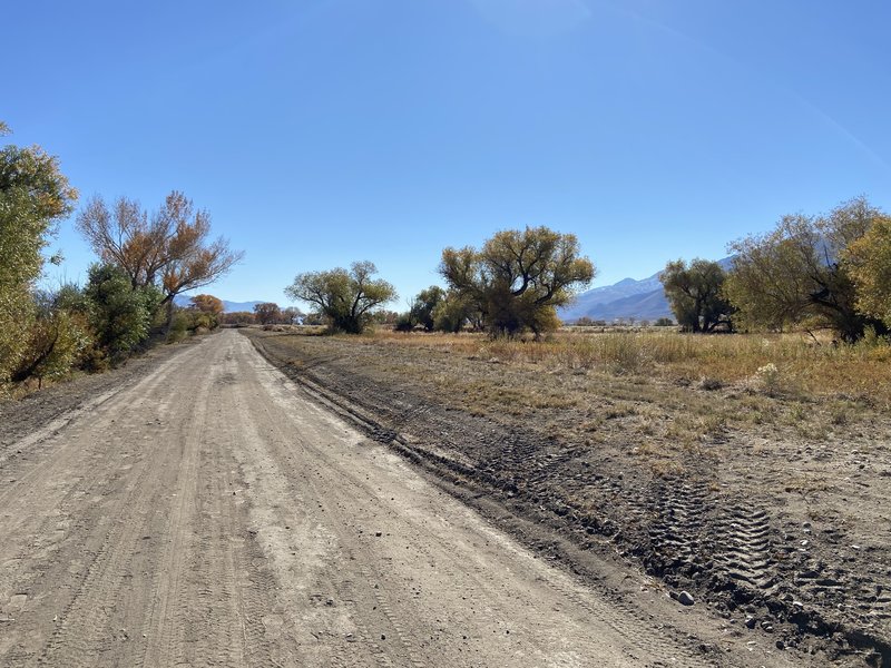 Flat packed dirt and cotton woods for miles.