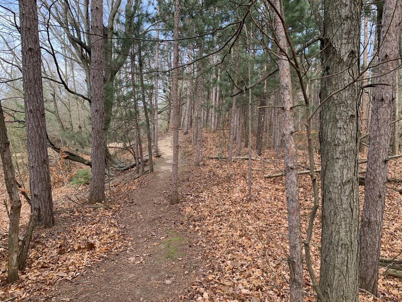 Trail by dune