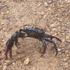 A Rice Paddy Crab crossing the trail