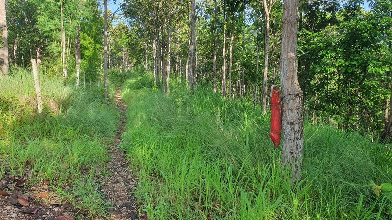 Singletrack looping around Hang Dong Grand Canyon.