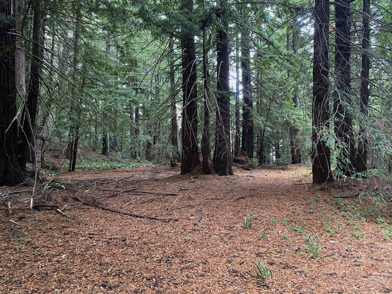 The trail ends in a pine grove at the bottom of the hill.